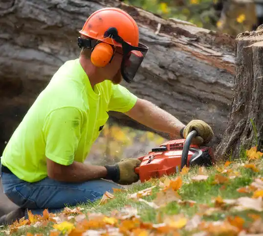 tree services Raymond